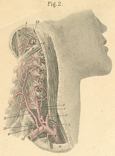 Vertebral artery and deep neck muscles