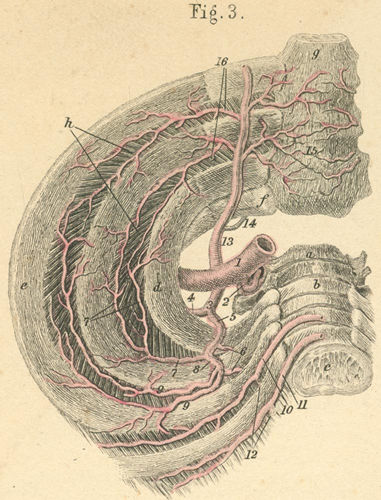 Right upper part of the thorax seen from the inner surface.