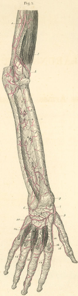 Arteries of the deep dorsal surface in the right forearm and hand