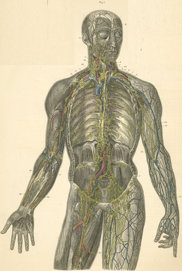 Lymph vessels of the head, trunk and arm, forearm and hand