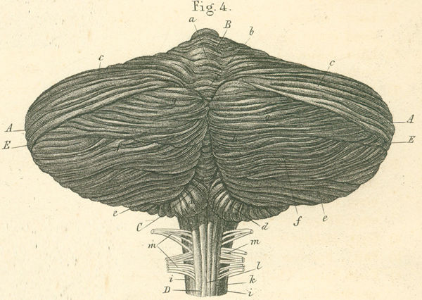 Cerebellum and proximal end of the spinal cord, seen from below