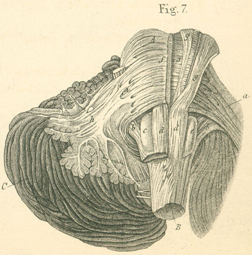 Pons (with its transverse and longitudinal fibers)