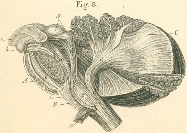 The long fiber path of the medulla oblongata