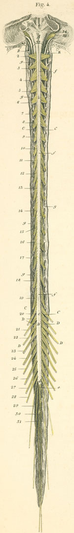 The spinal cord lying in its opened dura mater