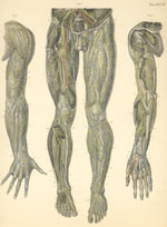 Plate 28: Nerves of the dorsal surface of the upper limb and of the anterior surface of the lower limb.