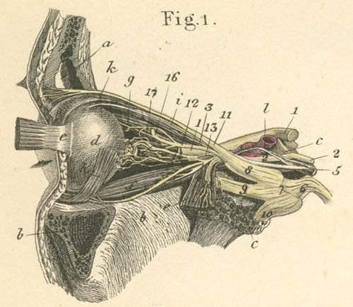 Nerves of the (left) orbit, the eye muscles and the eyeball