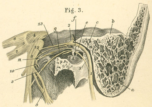 Chorda tympani and the facial nerve