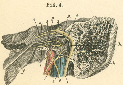 The left middle ear with the facial nerve in the facial canal