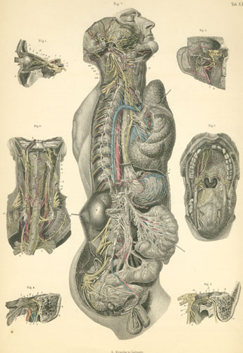 Plate 30: Sympathetic and sensory nerves.