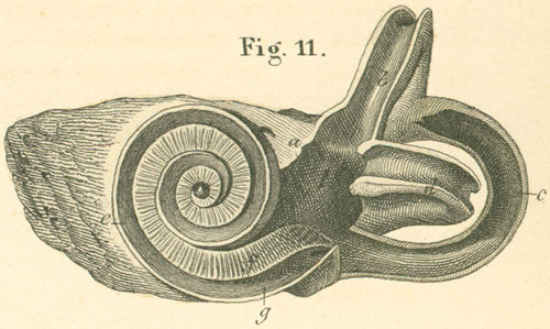 The bony labyrinth, of the left ear, opened.