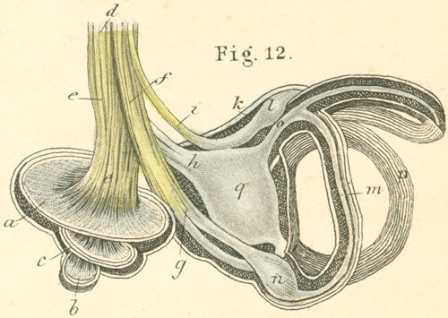 The bones and membraneous labyrinth (of the left ear) with its nerves.