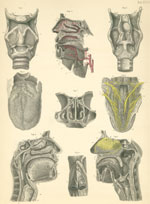 Plate 32: Smell, taste and vocal cords.