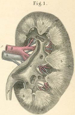 The kidney and its cortical and pyramidal substance