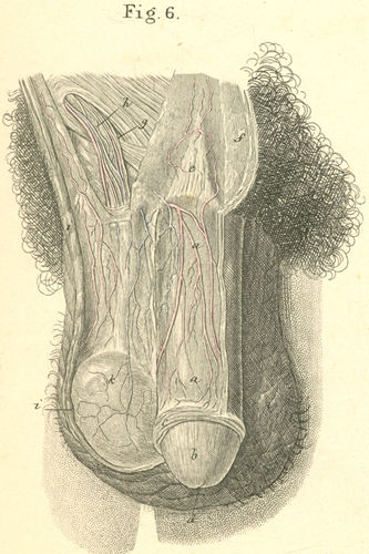 The external male sex organs, penis and scrotum