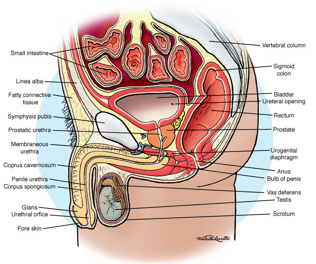 cross section