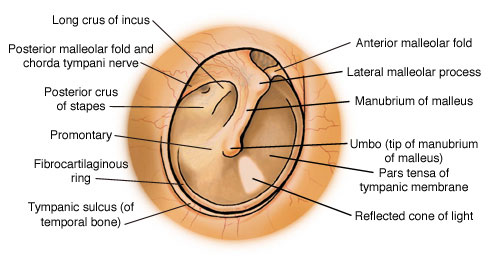 Ear C