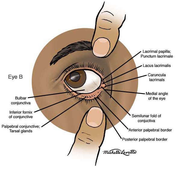 Anatomy of the Anterior Eye