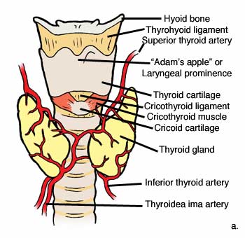 anatomy