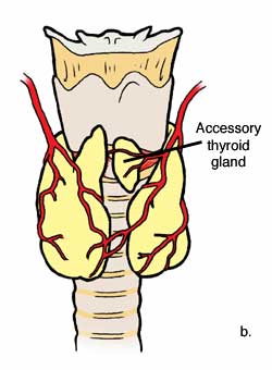 anatomy