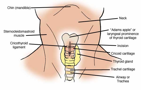 anatomy