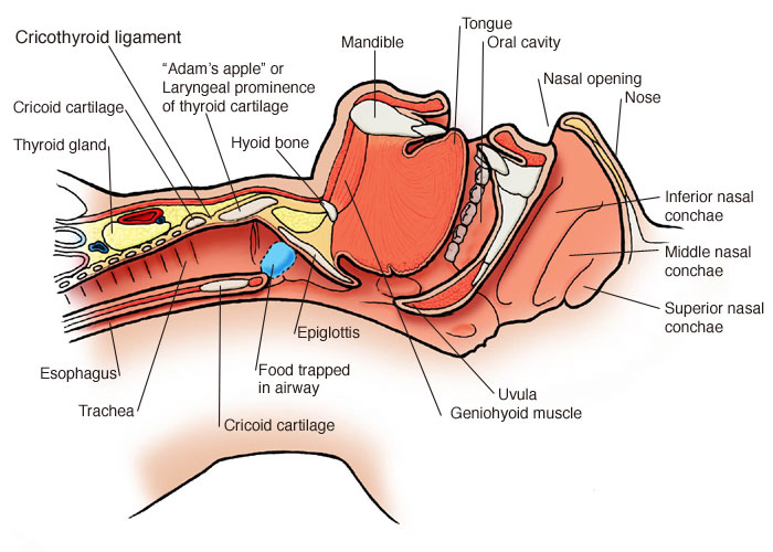 anatomy